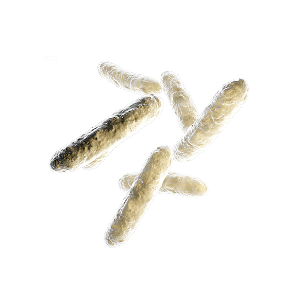 PRE + PRO + Postbiótico